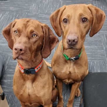 The Office Dogs are Hiring